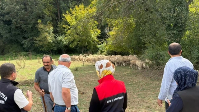 Düzce'de Üreticiye 100 Küçükbaş Hayvan Desteği — Fotoğraf 1
