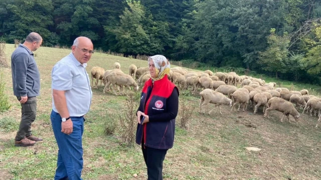 Düzce'de Üreticiye 100 Küçükbaş Hayvan Desteği — Fotoğraf 2