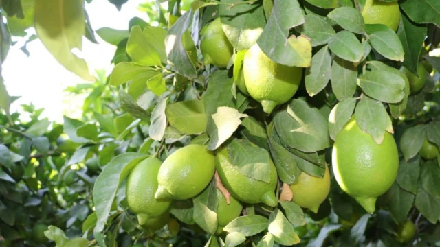 Enterdonat Limon İçin Kesim ve İhracat Tarihi Belli Oldu