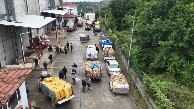 Fındık Üreticileri: TMO’nun Alımı Bizi Rahatlattı — Fotoğraf 8
