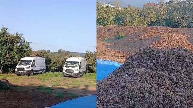 Fındık Üreticisi: Arabamı Satıp İşçi Parası Vereceğim