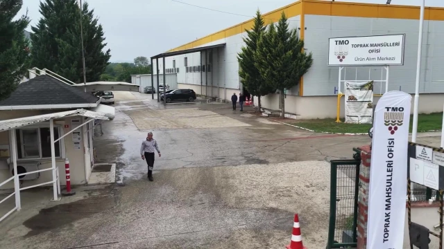 Fındık Üreticisi Süleyman Kurt: TMO Piyasayı Dik Tuttu — Fotoğraf 1