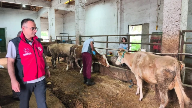 Giresun’da Sonbahar Dönemi Şap Aşılama Kampanyası Sürüyor