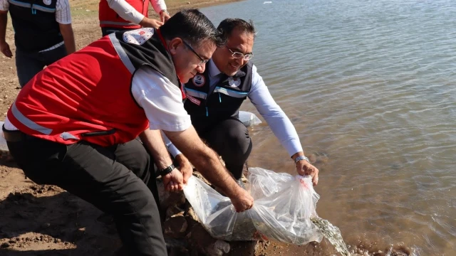 Gümüşhane’de 11 göl ve gölete 257 bin 500 sazan bırakıldı