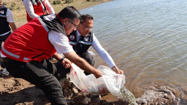 Gümüşhane’de 11 göl ve gölete 257 bin 500 sazan bırakıldı — Fotoğraf 4