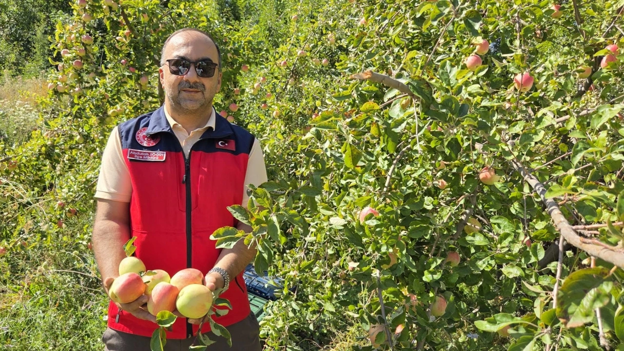 Gürün'de Yerel Elma Çeşitlerinde Hasat Başladı