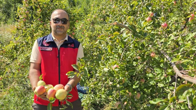 Gürün'de Yerel Elma Çeşitlerinde Hasat Başladı