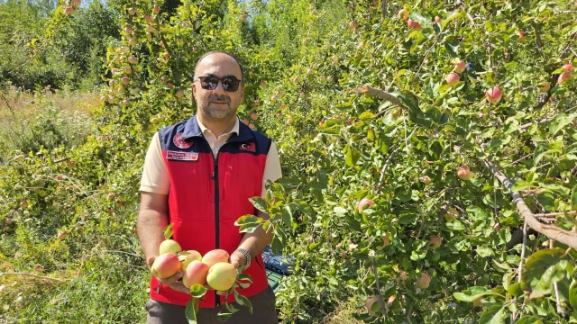 Gürün'de Yerel Elma Çeşitlerinde Hasat Başladı — Fotoğraf 1