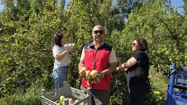 Gürün'de Yerel Elma Çeşitlerinde Hasat Başladı — Fotoğraf 2