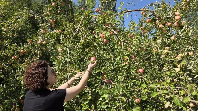 Gürün'de Yerel Elma Çeşitlerinde Hasat Başladı — Fotoğraf 3