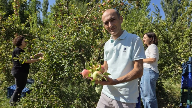 Gürün'de Yerel Elma Çeşitlerinde Hasat Başladı — Fotoğraf 4