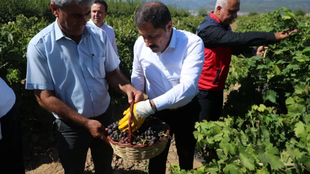 Hassa’da 2026 Üzüm Rekoltesi 81 Bin Ton Bekleniyor — Fotoğraf 2