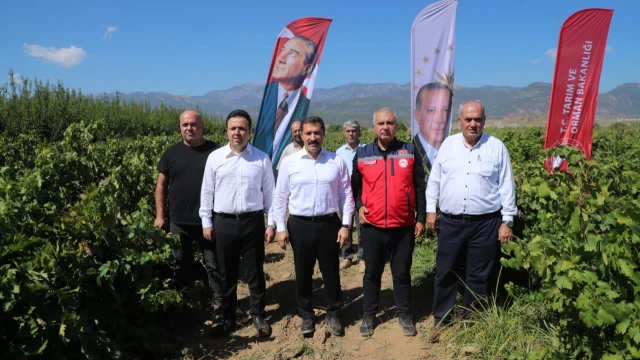 Hassa’da 2026 Üzüm Rekoltesi 81 Bin Ton Bekleniyor — Fotoğraf 3