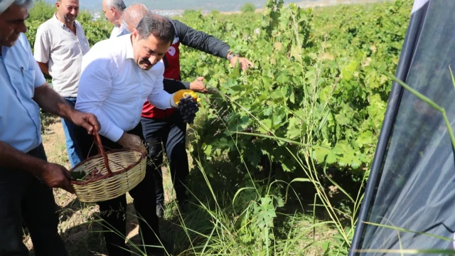 Hassa’da 2026 Üzüm Rekoltesi 81 Bin Ton Bekleniyor — Fotoğraf 6