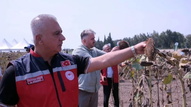 Hatay’da TAKE Projesi kapsamında ayçiçeği hasadı yapıldı