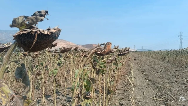 Hatay’da TAKE Projesi kapsamında ayçiçeği hasadı yapıldı — Fotoğraf 5