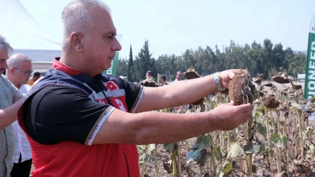 Hatay’da TAKE Projesi kapsamında ayçiçeği hasadı yapıldı — Fotoğraf 6