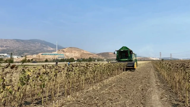 Hatay’da TAKE Projesi kapsamında ayçiçeği hasadı yapıldı — Fotoğraf 9