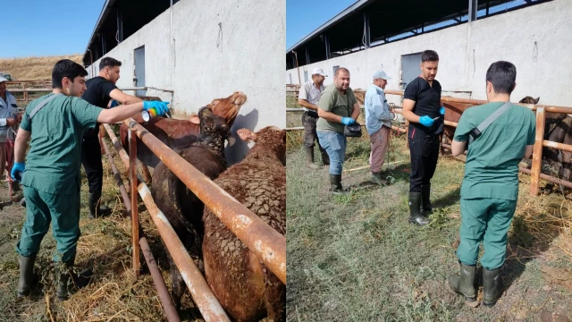 İskilip’te ithal hayvanlarda karantina kontrolleri sürüyor