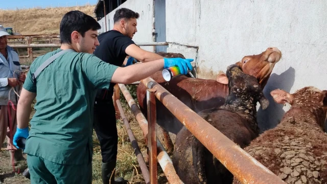 İskilip’te ithal hayvanlarda karantina kontrolleri sürüyor — Fotoğraf 1
