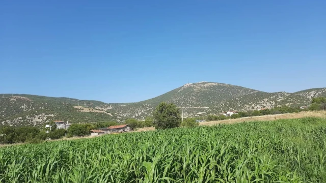 Isparta’da %75 hibeli sorgum-sudan otu hasadı başladı — Fotoğraf 1