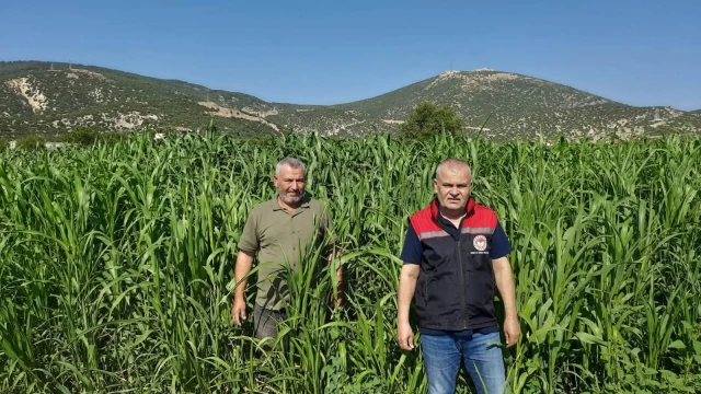 Isparta’da %75 hibeli sorgum-sudan otu hasadı başladı — Fotoğraf 2