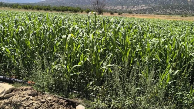 Isparta’da %75 hibeli sorgum-sudan otu hasadı başladı — Fotoğraf 3