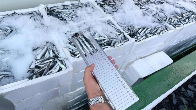 İzmir’de Yasal Boy Altındaki Su Ürünlerine El Konuldu — Fotoğraf 5
