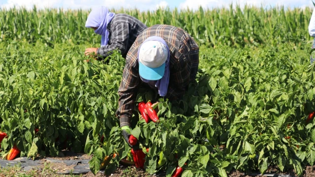 Karaaslan: Bafra Ovası’nı laboratuvar gibi düşünüyoruz — Fotoğraf 5