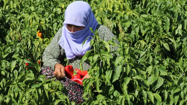 Karaaslan: Bafra Ovası’nı laboratuvar gibi düşünüyoruz — Fotoğraf 11