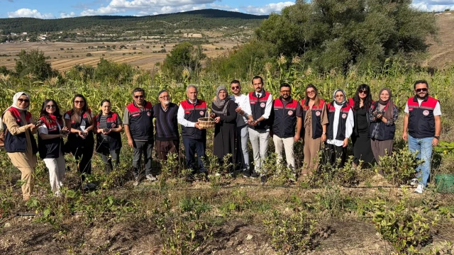Karabük Eflani’de organik aronya hasadı yapılıyor