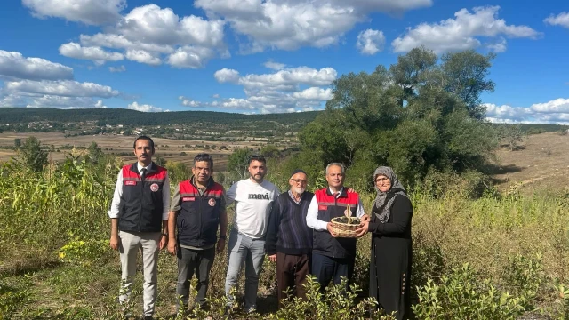 Karabük Eflani’de organik aronya hasadı yapılıyor — Fotoğraf 1