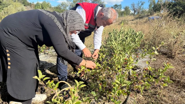 Karabük Eflani’de organik aronya hasadı yapılıyor — Fotoğraf 2