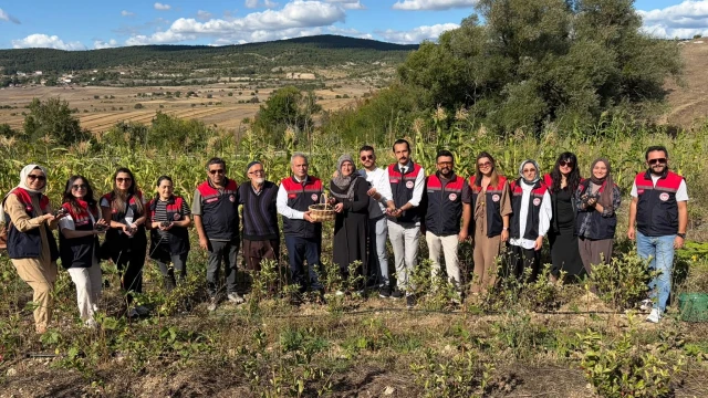 Karabük Eflani’de organik aronya hasadı yapılıyor — Fotoğraf 4