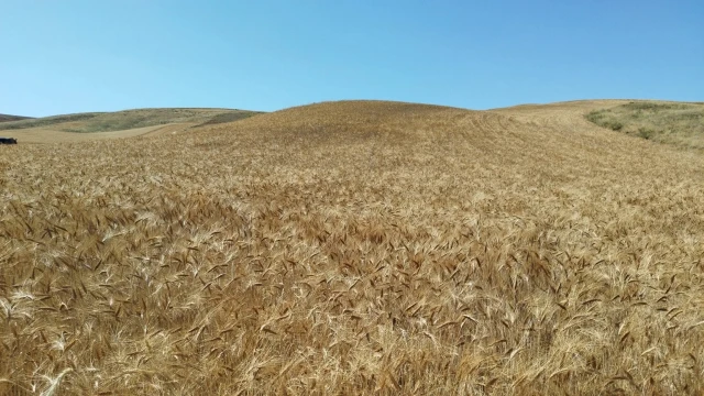 Kazakistan’dan buğday ithalatına 6 aylık yasak hazırlığı