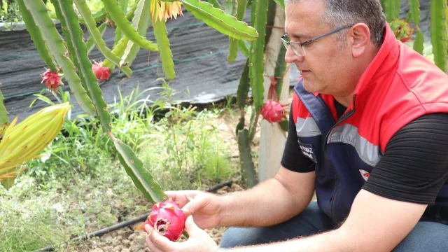 Kemal Yılmaz: Ejder meyvesinde gelir avantajı dikkat çekiyor — Fotoğraf 12