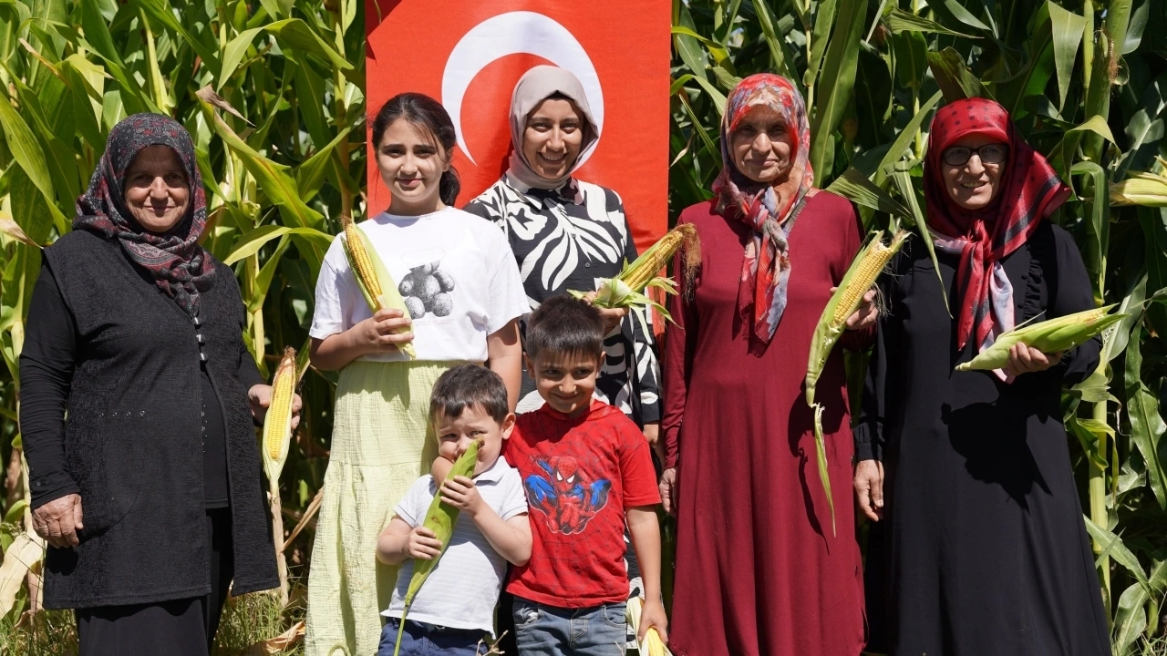 Korgun’da kadın çiftçilerle mısır hasadı yapıldı