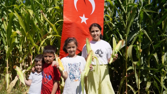 Korgun’da kadın çiftçilerle mısır hasadı yapıldı — Fotoğraf 5