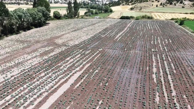 Kütahya İl Tarım'dan çörekotu üretimine %50 hibe desteği — Fotoğraf 2
