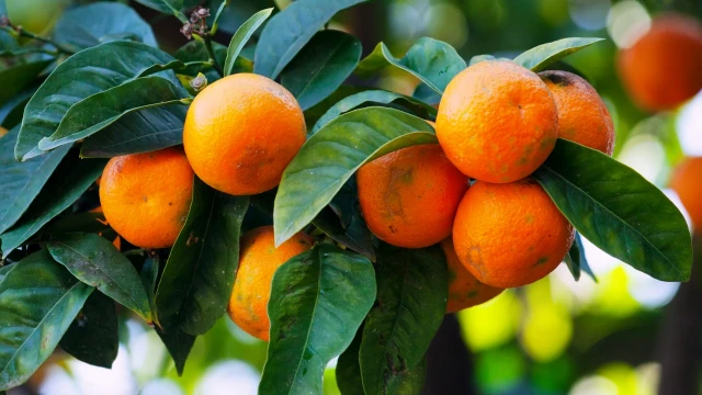 Mandalina Hasadında 5 Çeşit İçin Tarihler Belirlendi