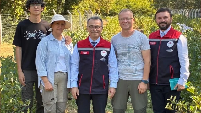 Bolu Mengen’de organik aronya hasadı gerçekleştirildi — Fotoğraf 1