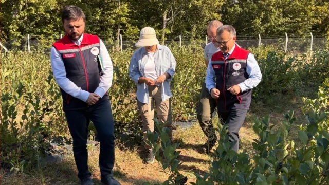 Bolu Mengen’de organik aronya hasadı gerçekleştirildi — Fotoğraf 2