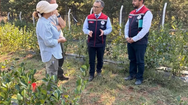 Bolu Mengen’de organik aronya hasadı gerçekleştirildi — Fotoğraf 5