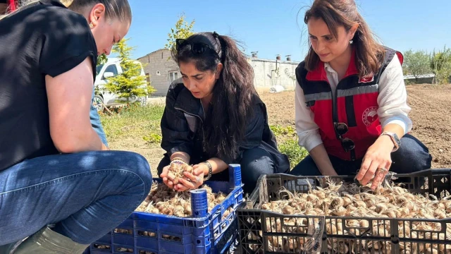 Mucur’da kadın üreticiler için safran demonstrasyonu başladı — Fotoğraf 1