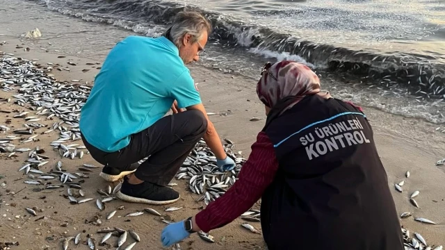 Muğla İl Tarım, Bozbük'teki balık ölümlerini inceliyor