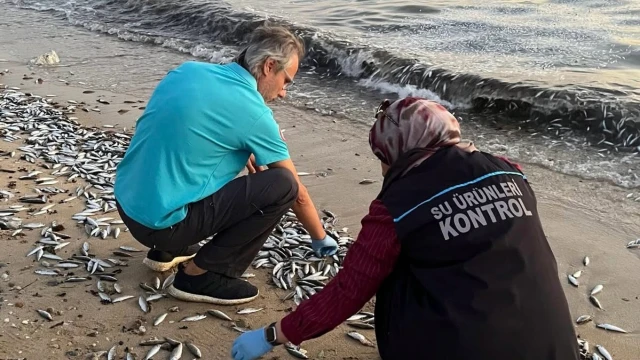 Muğla İl Tarım, Bozbük'teki balık ölümlerini inceliyor — Fotoğraf 1