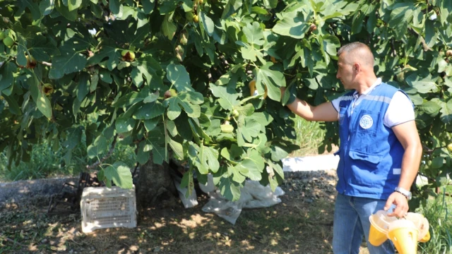 Muğla’da Akdeniz meyve sineğiyle biyoteknolojik mücadele — Fotoğraf 2