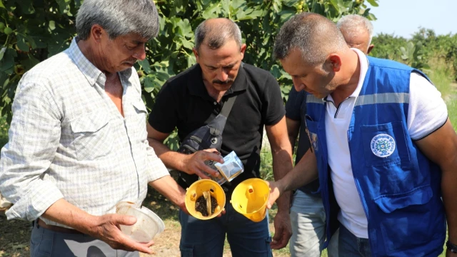 Muğla’da Akdeniz meyve sineğiyle biyoteknolojik mücadele — Fotoğraf 3