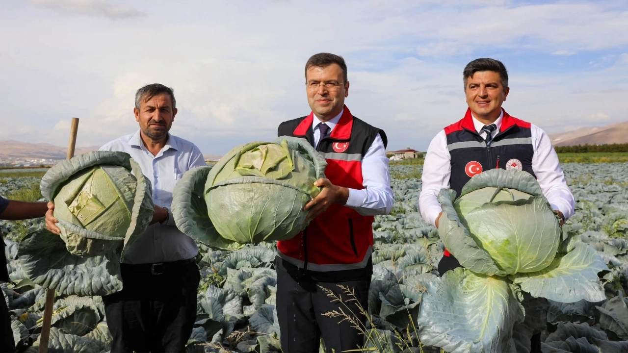 Niğde’nin Lahana Üretimi 148 Bin Tonu Aşacak