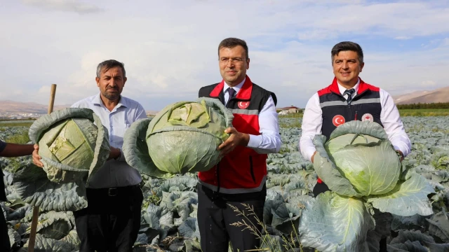 Niğde’nin Lahana Üretimi 148 Bin Tonu Aşacak
